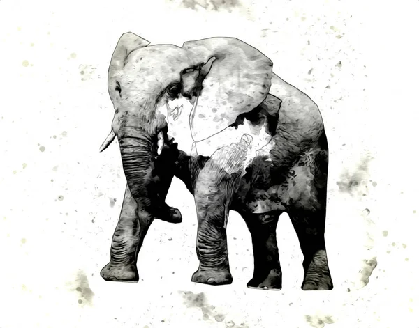 Kalem sanatı çiziminden fil çizimi