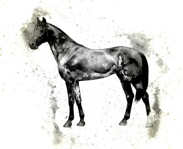 Colorido Caballo Arte Ilustración Grunge Pintura —  Fotos de Stock