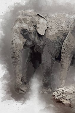 Fil sanatı illüstrasyonu eski moda.