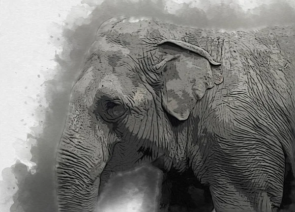 Elefante Arte Illustrazione Retrò Vintage Vecchio — Foto Stock