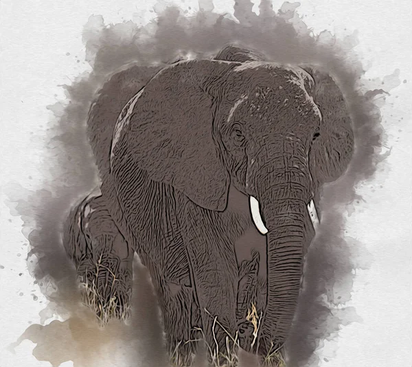 Elephant Art Illustration Rétro Vintage Vieux — Photo