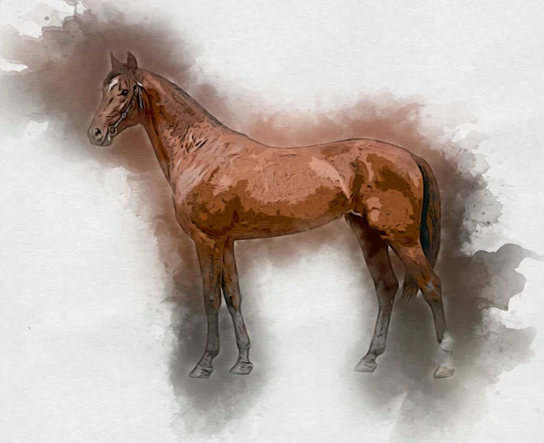 Colorido Caballo Arte Ilustración Grunge Pintura —  Fotos de Stock