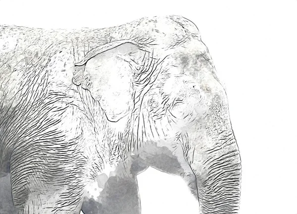 Elephant Art Illustration Rétro Vintage Vieux — Photo