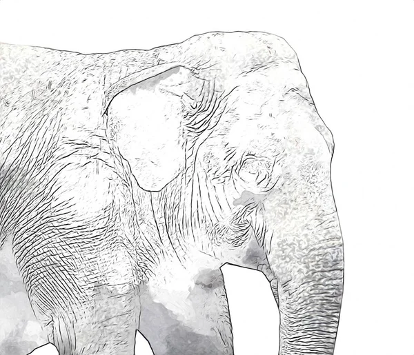 Elefante Arte Illustrazione Retrò Vintage Vecchio — Foto Stock