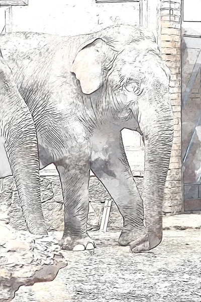 Elefant Kunst Illustration Retro Jahrgang Alt — Stockfoto