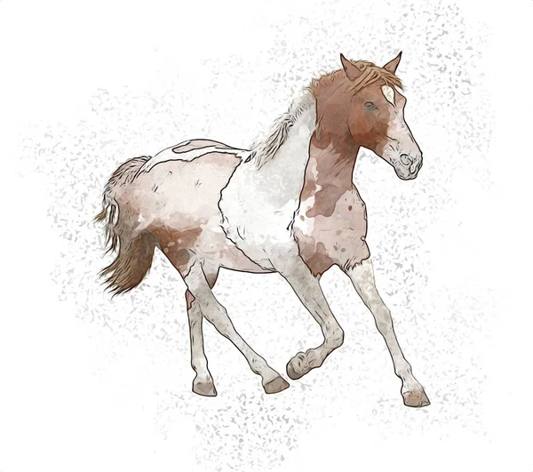 Desenho de cavalo mangalarga pintado e colorido por Giulia o dia 02 de  Junho do 2012