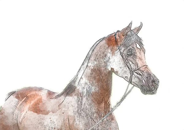 Colorido Caballo Arte Ilustración Grunge Pintura —  Fotos de Stock