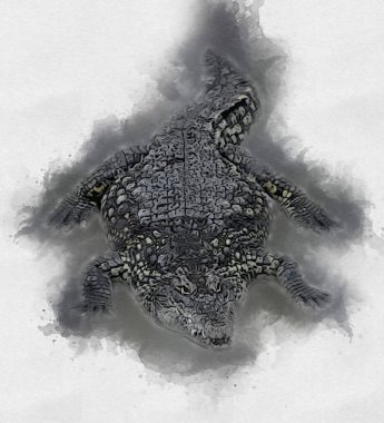 Timsah çizimi - sürüngen el çizimi, sanat çizimi