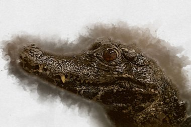 Timsah çizimi - sürüngen el çizimi, sanat çizimi