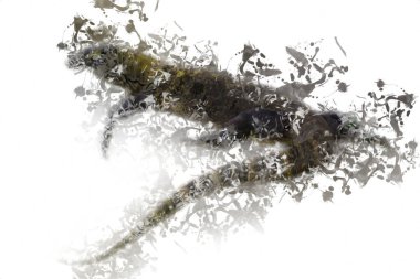 Kertenkele ejder sanatı klasik çizim