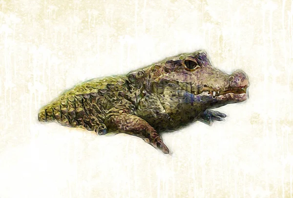 Kresba Krokodýla Ruční Kresba Plaza Ilustrace — Stock fotografie