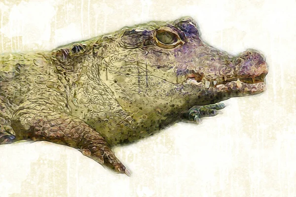 Dibujo Cocodrilo Boceto Mano Reptil Ilustración Arte — Foto de Stock