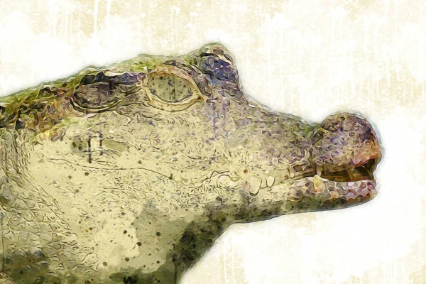 Desenho Crocodilo Esboço Manual Réptil Ilustração Arte — Fotografia de Stock