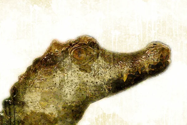 Desenho Crocodilo Esboço Manual Réptil Ilustração Arte — Fotografia de Stock