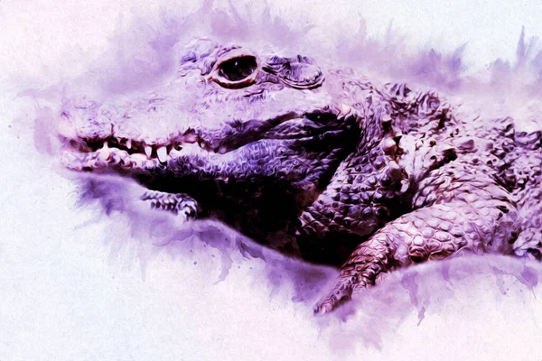 Krokodil Rajza Hüllő Kézrajza Művészeti Illusztráció — Stock Fotó