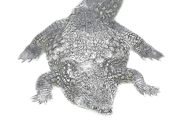 Dibujo Cocodrilo Boceto Mano Reptil Ilustración Arte — Foto de Stock