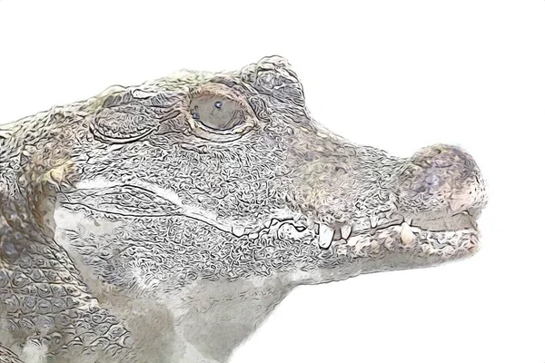 Dessin Crocodile Croquis Main Reptile Illustration Art — Photo