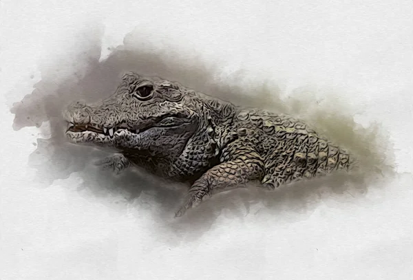 Dessin Crocodile Croquis Main Reptile Illustration Art — Photo