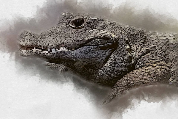 Tekening Van Krokodil Handschets Van Reptiel Illustratie Van Kunst — Stockfoto