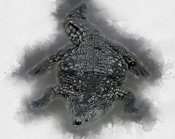 Dessin Crocodile Croquis Main Reptile Illustration Art — Photo