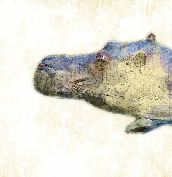 Hippo Illustration Art Dessin Vintage Design — Photo