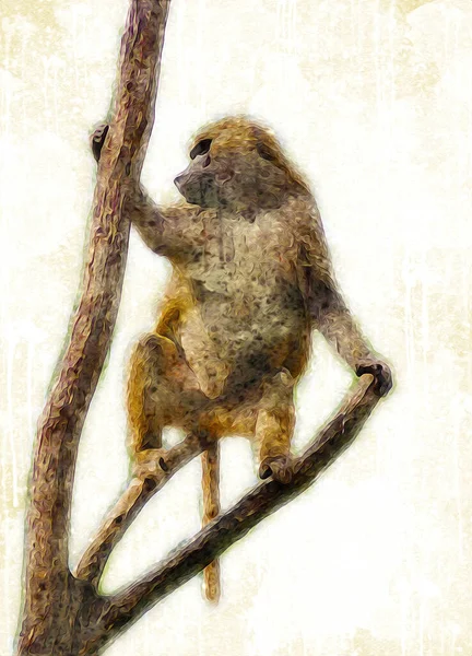 Macaco Realista Árvore Ilustração Colorida Desenho Vintage — Fotografia de Stock