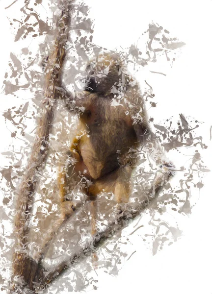 Ρεαλιστική Μαϊμού Στο Δέντρο Πολύχρωμο Εικονογράφηση Vintage Σχέδιο — Φωτογραφία Αρχείου