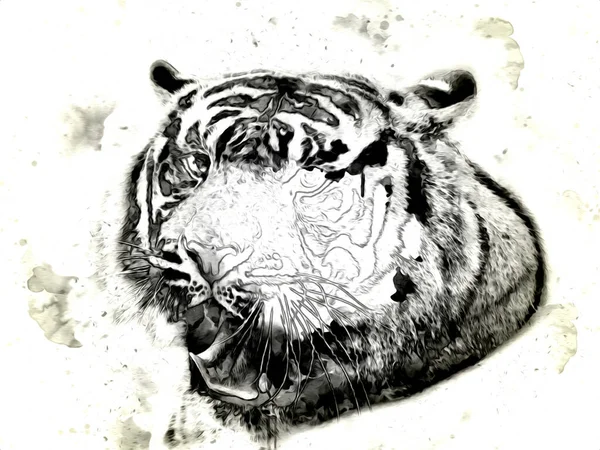 Tigre Arte Ilustração Cor Vintage Grunge Retro — Fotografia de Stock