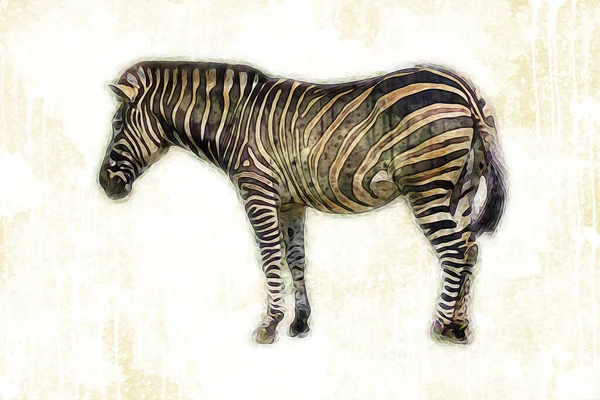 Drawing Zebra Sketch African Mammal Illustration — Stock Photo, Image