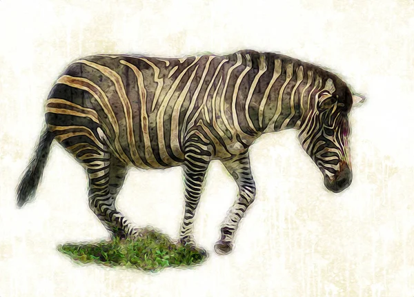 Ritning Zebra Skiss Afrikanska Däggdjur Illustration — Stockfoto