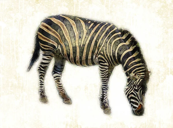 Desenho Zebra Esboço Ilustração Mamíferos Africanos — Fotografia de Stock