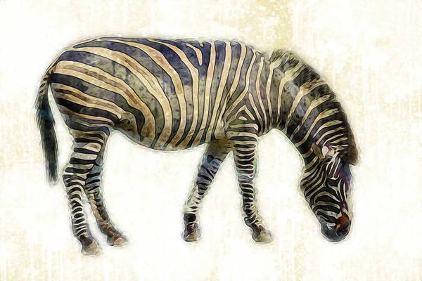 Dessin Zebra Croquis Illustration Mammifères Africains — Photo