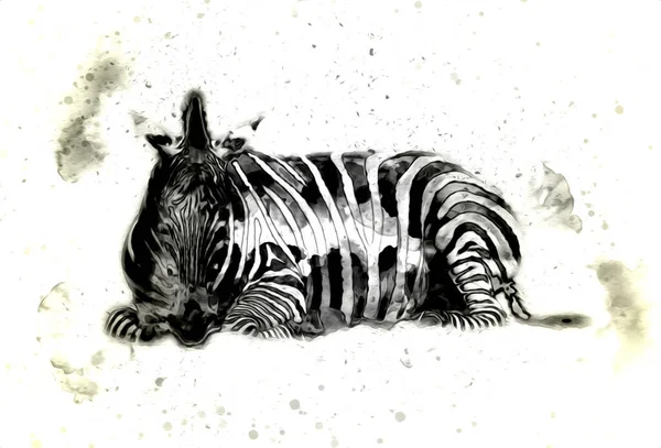 Ritning Zebra Skiss Afrikanska Däggdjur Illustration — Stockfoto