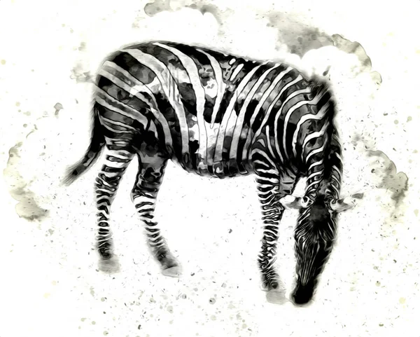 Rysunek Zebry Szkic Ilustracji Ssaków Afrykańskich — Zdjęcie stockowe
