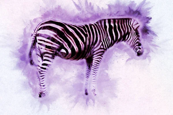 Kresba Zebry Náčrt Afrického Savce — Stock fotografie