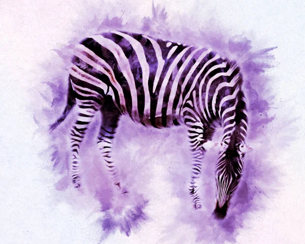 ゼブラの絵 アフリカの哺乳類のイラスト — ストック写真