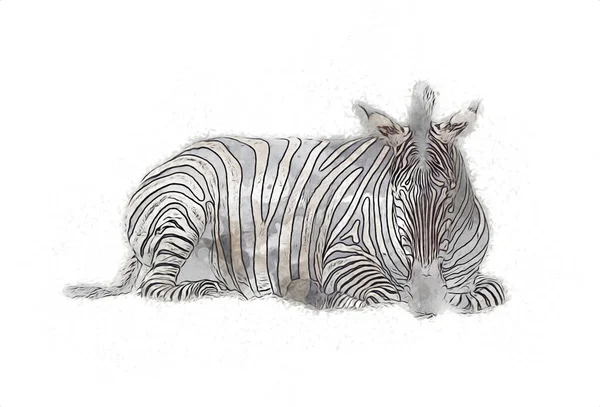 Desenho Zebra Esboço Ilustração Mamíferos Africanos — Fotografia de Stock