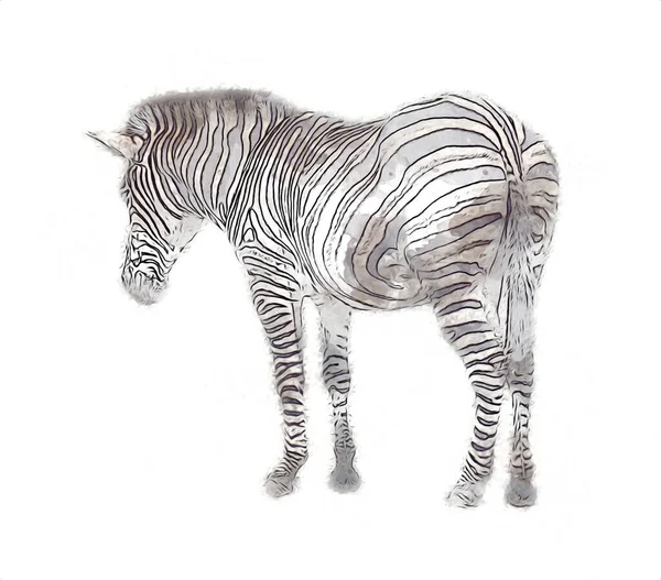 Zeichnung Von Zebra Skizze Afrikanischer Säugetierillustration — Stockfoto