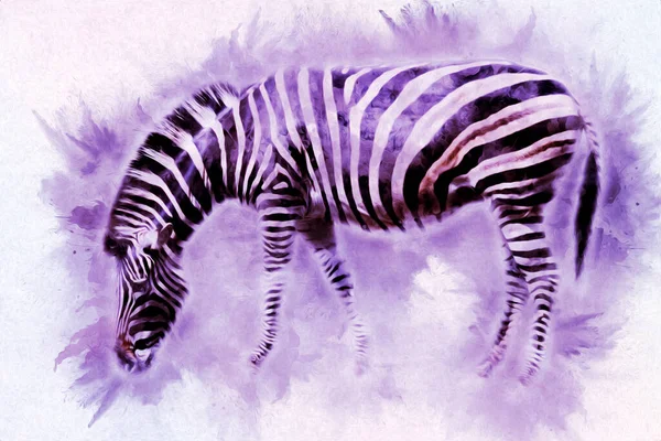 Drawing Zebra Sketch African Mammal Illustration — Stock Photo, Image