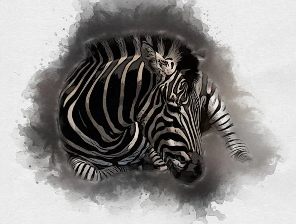 Disegno Zebra Schizzo Illustrazione Dei Mammiferi Africani — Foto Stock