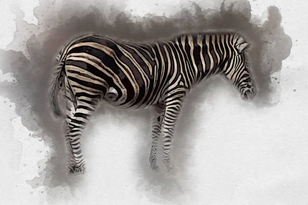 斑马的绘画 非洲哺乳动物图解 — 图库照片