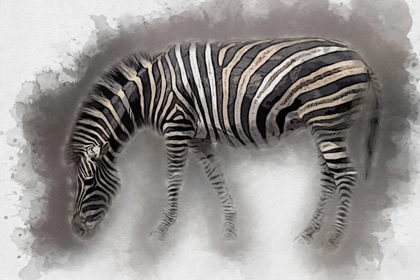 Drawing Zebra Sketch African Mammal Illustration — Stock Photo, Image