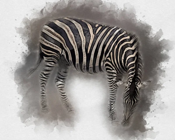 Disegno Zebra Schizzo Illustrazione Dei Mammiferi Africani — Foto Stock