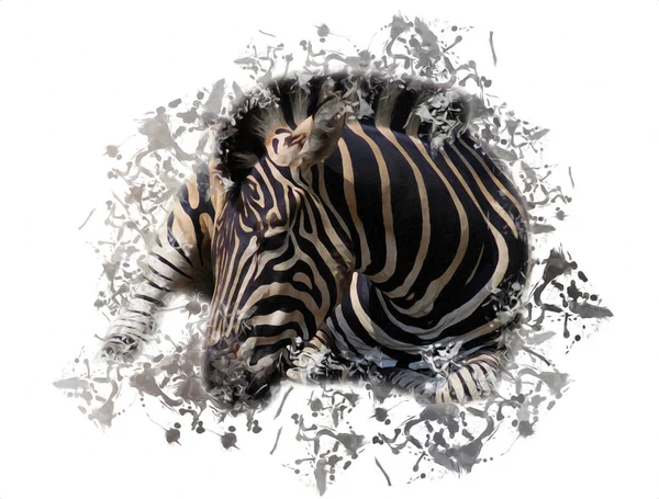 Ritning Zebra Skiss Afrikanska Däggdjur Illustration — Stockfoto