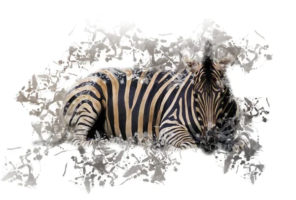 Desenho Zebra Esboço Ilustração Mamíferos Africanos — Fotografia de Stock