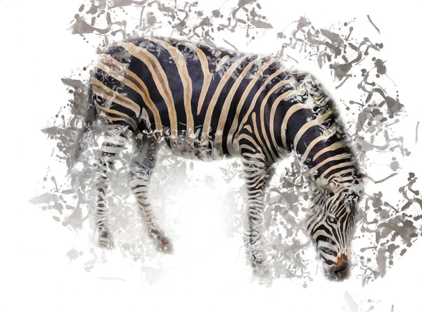 Disegno Zebra Schizzo Illustrazione Dei Mammiferi Africani — Foto Stock