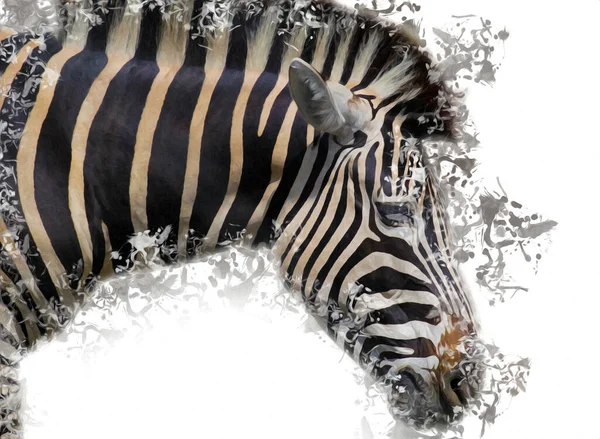 Рисунок Зебры Эскиз Африканской Иллюстрации Млекопитающих — стоковое фото