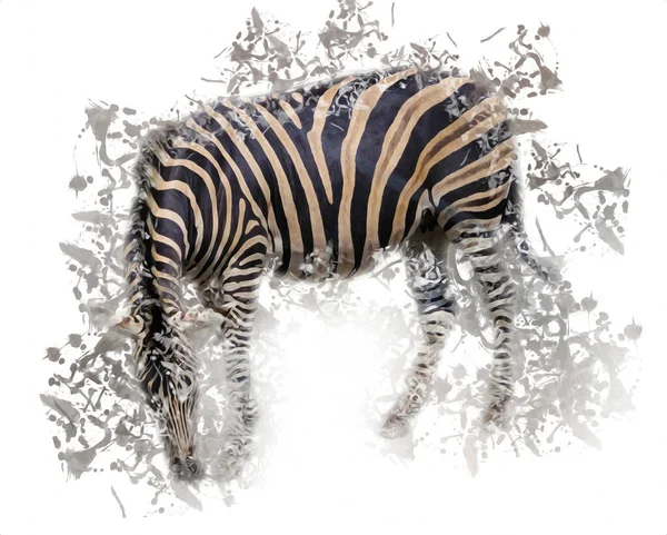 Disegno Zebra Schizzo Illustrazione Dei Mammiferi Africani — Foto Stock