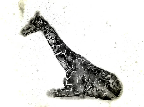 Tekening Tekening Illustratie Van Giraffe — Stockfoto