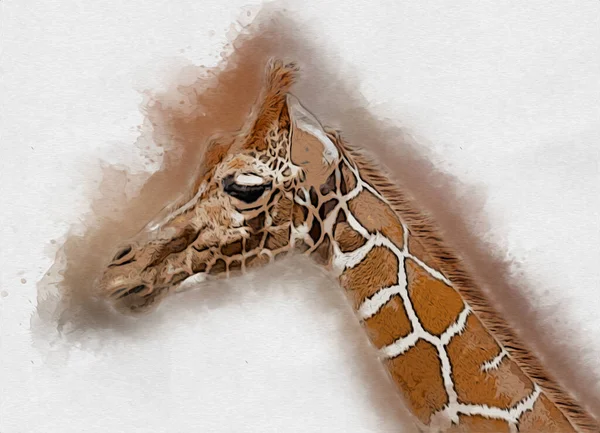 Рисунок Иллюстрации Жирафа — стоковое фото